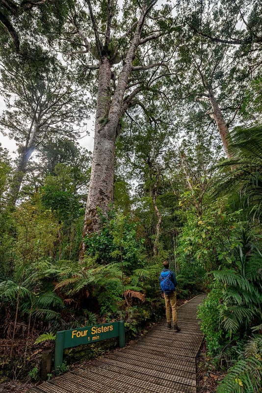 Young man on hiking trail in Kauri Forest