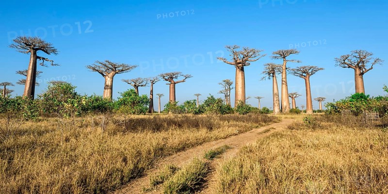 Avenue of the Baobabs