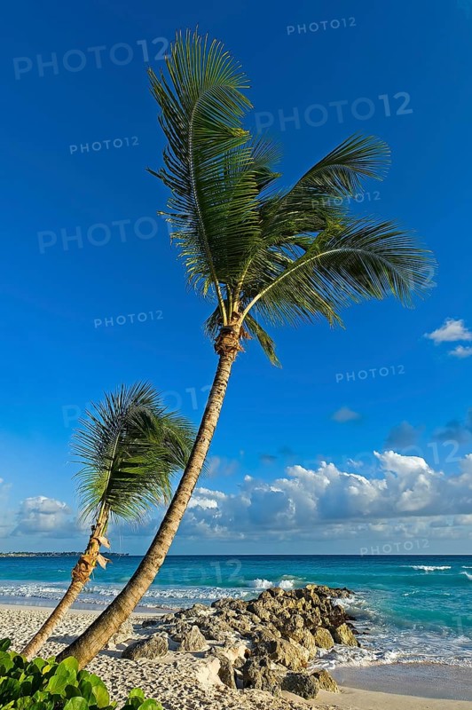 Palm trees on the beach