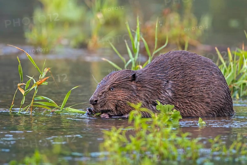 European Beaver (Castor fiber)