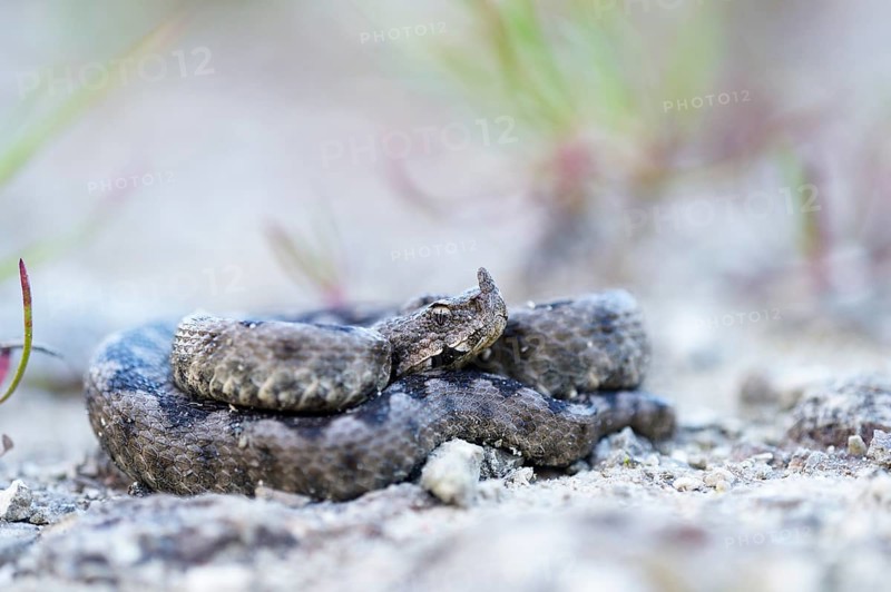Horned Viper (Vipera ammodytes)