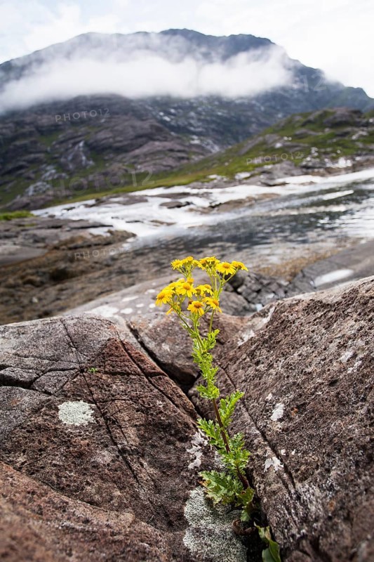 Common Ragwort (Senecio jacobaea) growing from between rocks