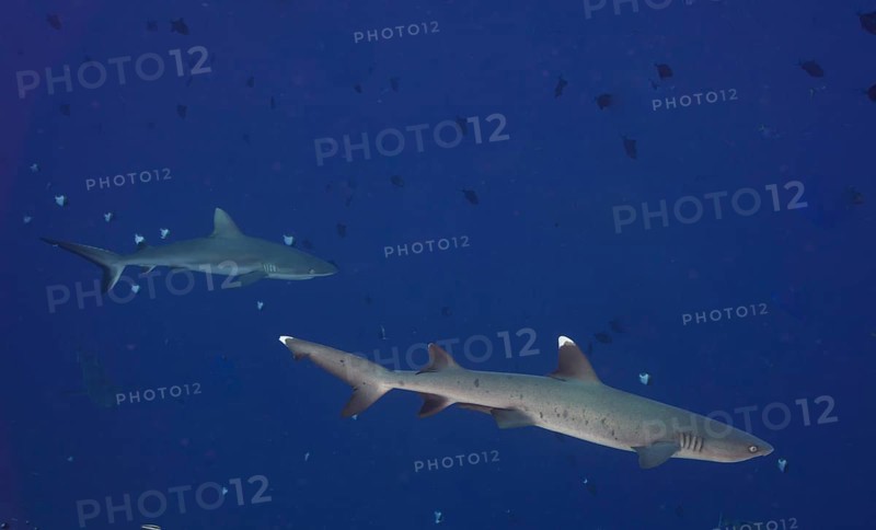 Whitetip reef shark (Triaenodon obesus)