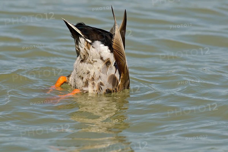 Mallard (Anas platyrhynchos)