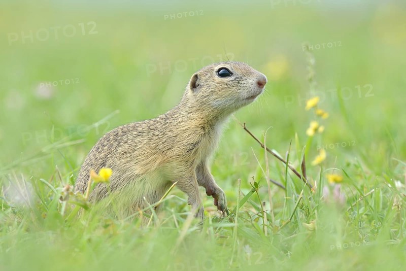 European Suslik or European Ground Squirrel (Spermophilus citellus) on a meadow
