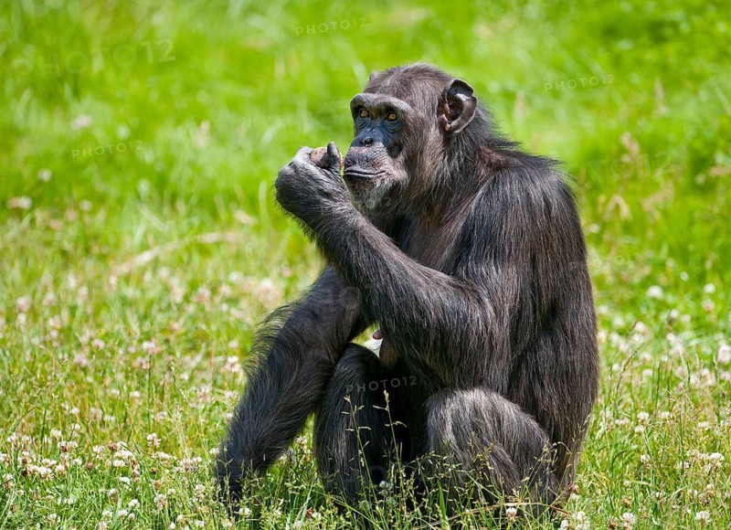 Western Chimpanzee or West African Chimpanzee (Pan troglodytes verus)