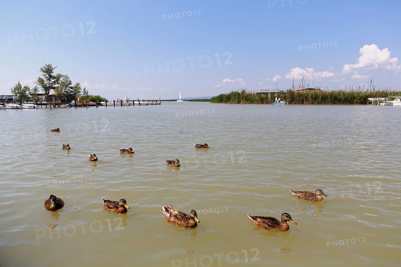 Mallards on Lake Neusiedl