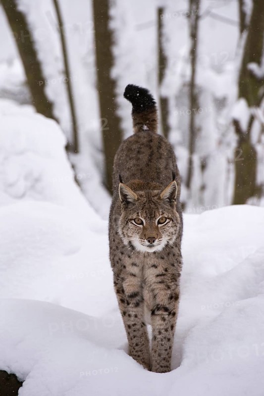 Northern Lynx (Lynx lynx) walking through snow