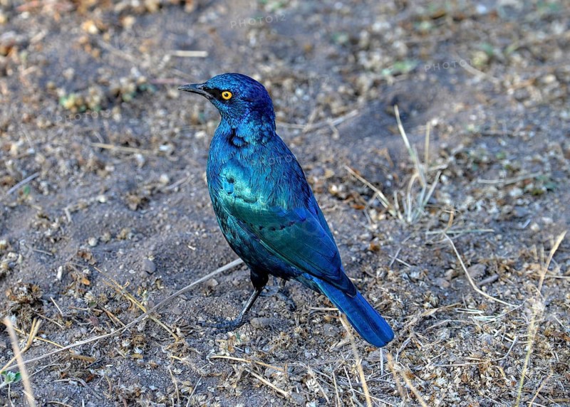 Greater Blue-eared Starling (Lamprotornis chalybaeus nordmanni)