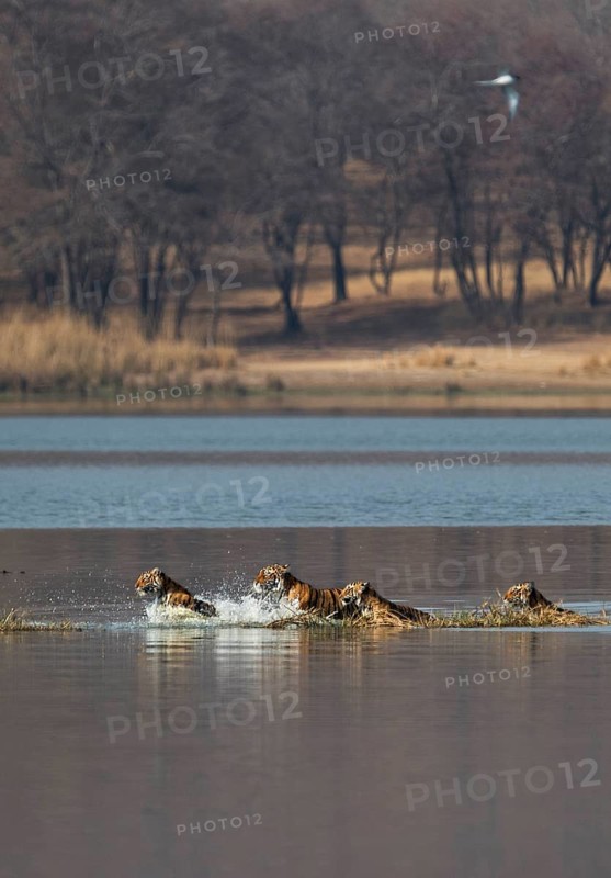 Wild Indian Tigers or Bengal Tigers