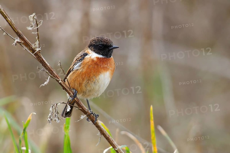 Stonechat (Saxicola rubicola) male sitting on a branch