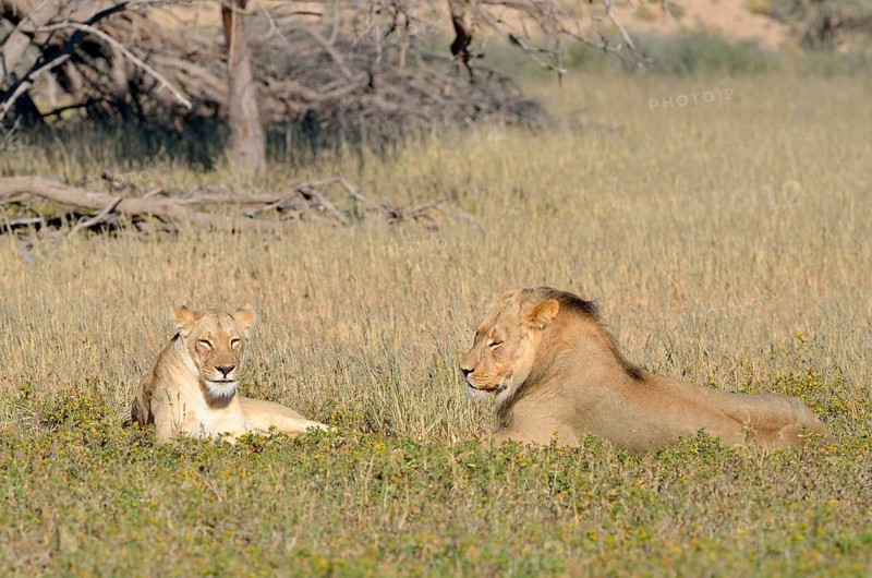 Lions (Panthera leo) couple