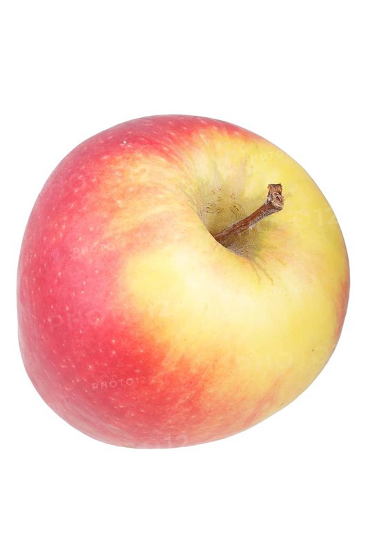 Apple variety Belgica