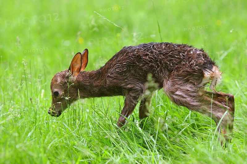 Sika Deer (Cervus nippon)