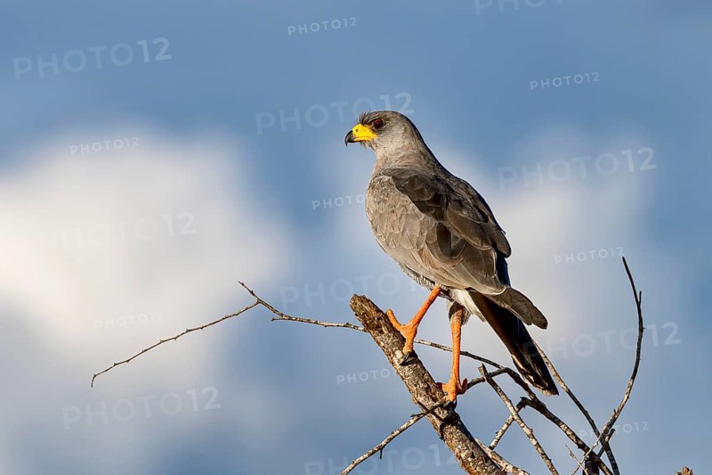 Eastern Chanting Goshawk (Melierax poliopterus)