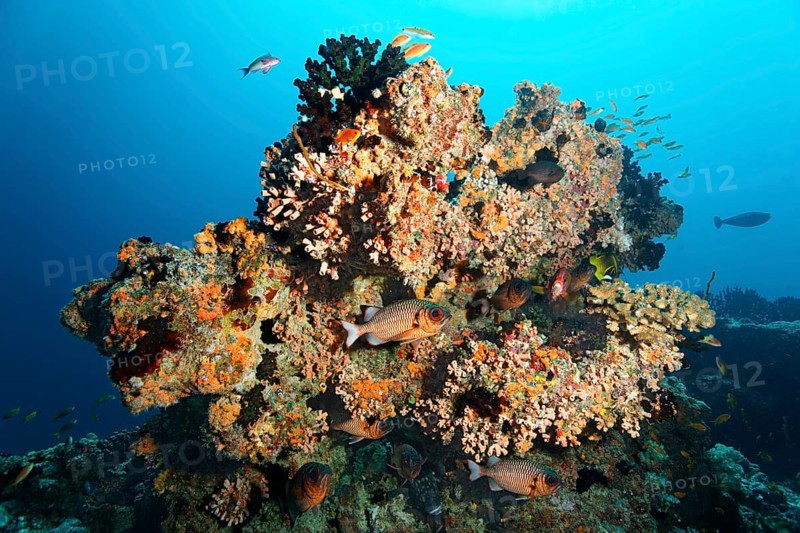Small coral reef with Black Sun Coral (Tubastraea micranthus)