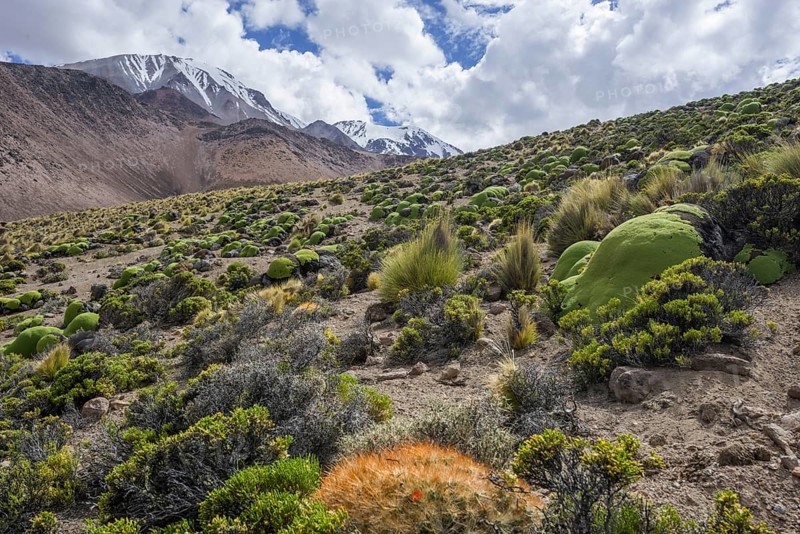 Maihueniopsis cacti (Maihueniopsis colorea) growing on the slopes of the Taapaca volcano