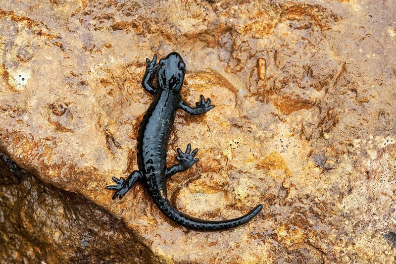 Alpine Salamander (Salamandra atra)