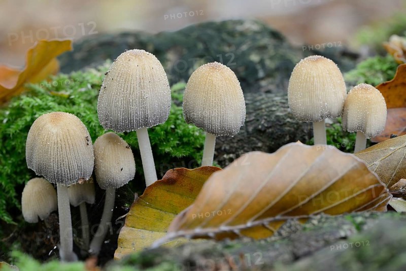 Glistenin Ink-cap or Mica Cap (Coprinellus micaceus)