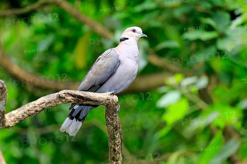 African Collared Dove (Streptopelia roseogrisea)