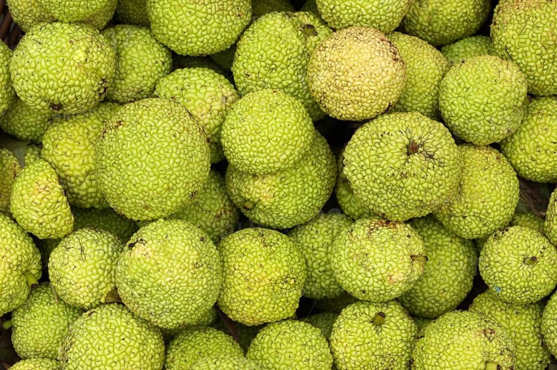 Osage Oranges (Maclura pomifera)