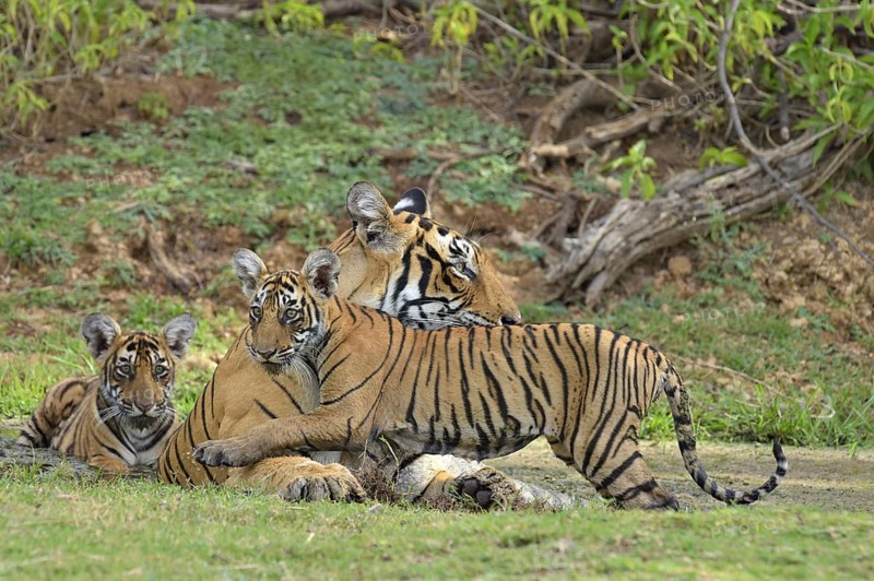 Bengal Tigers (Panthera tigris tigris)