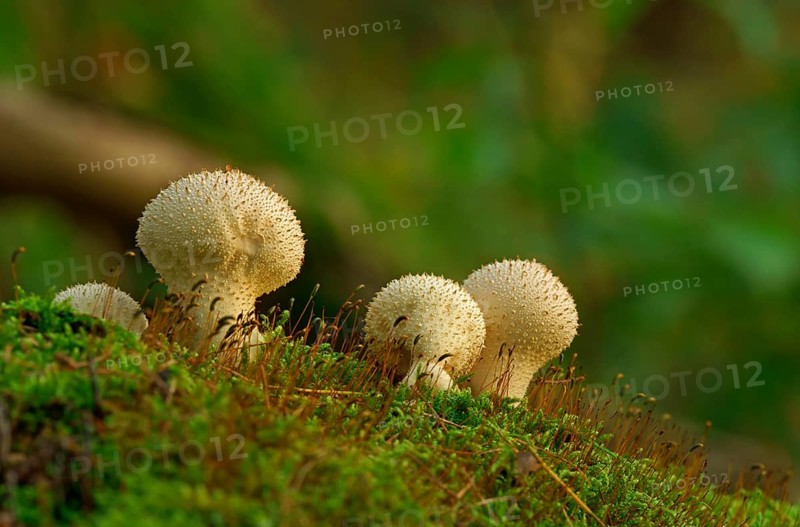 Common puffball (Lycoperdon perlatum)