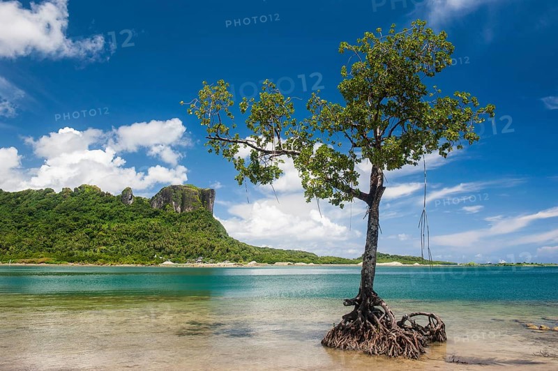 Mangrove tree in front of Sokehs rock
