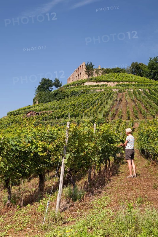 Woman in the vineyard