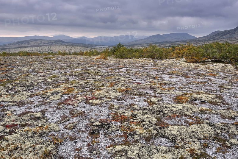 Reindeer Lichen (Cladonia rangiferina)