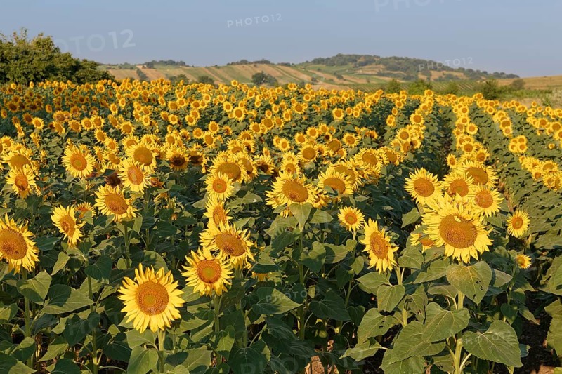 Sunflower field