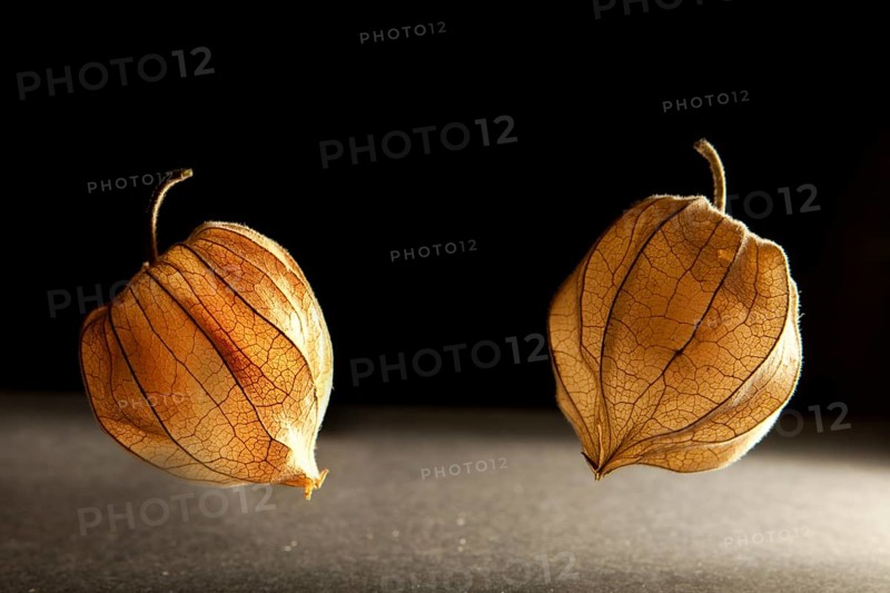 Two Bladder Cherry fruits (Physalis alkekengi)