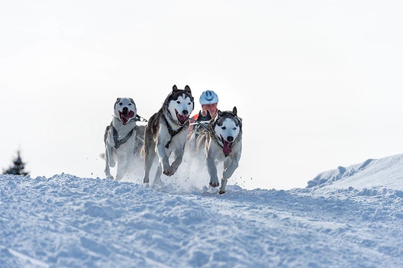 Sled dog racing