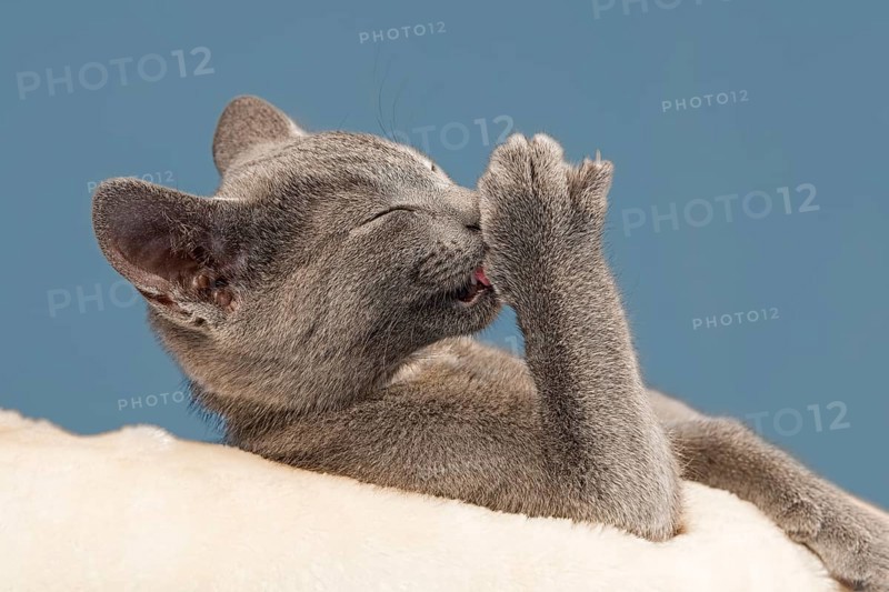 Russian Blue Kitten