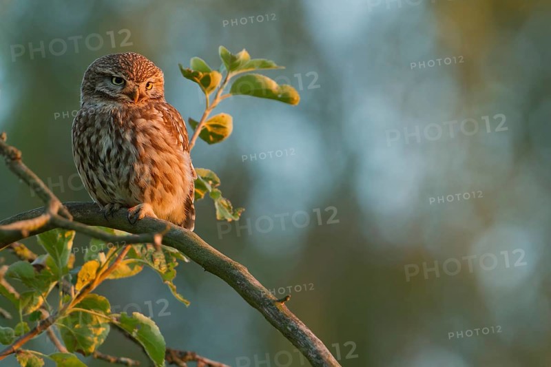 Little Owl (Athene noctua) on an apple tree in the evening light