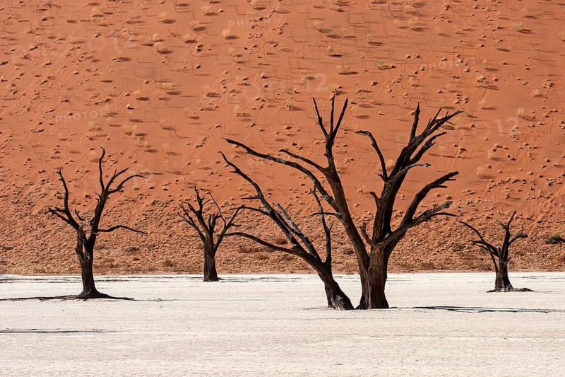 Dead camel thorn trees (Vachellia erioloba)