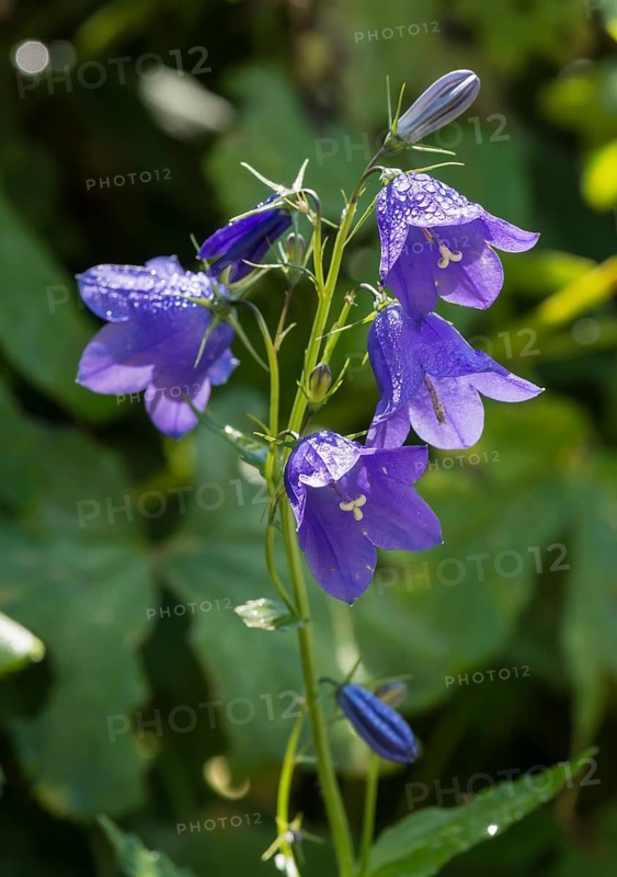 Harebell (Campanula rotundifolia)