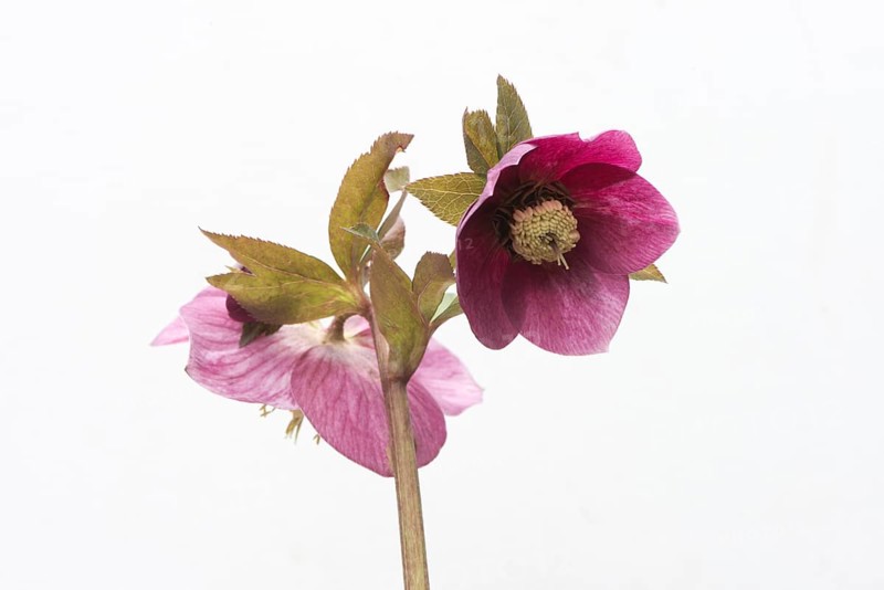 Lenten rose (Helleborus orientalis hybrids 'Joan Bridges')