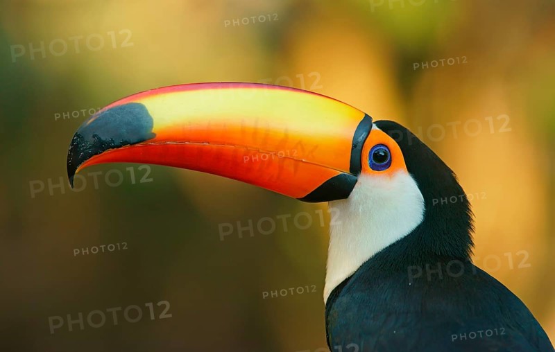 Toco toucan (Ramphastos toco)