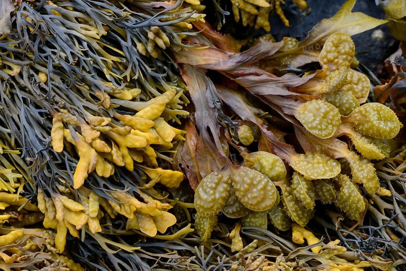 Spiral Wrack or Flat Wrack (Fucus spiralis) and Chanelled Wrack (Pelvetia canaliculata)