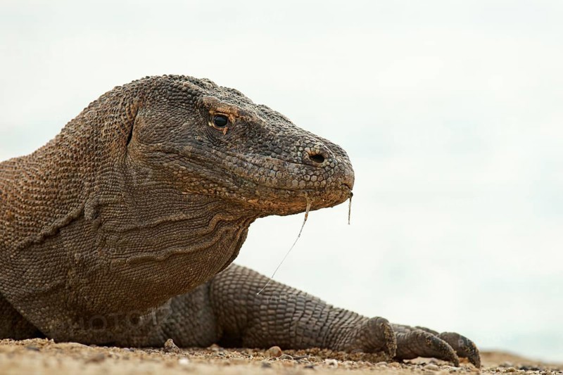 Komodo Dragon (Varanus komodoensis)