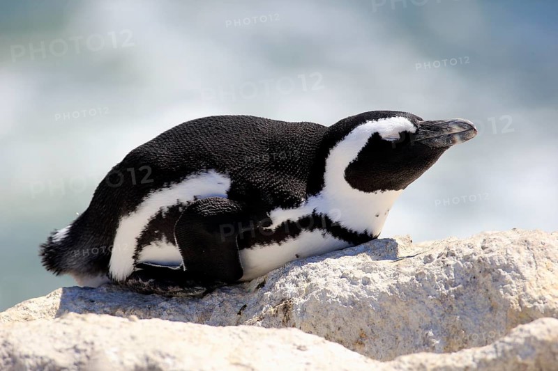 African Penguin (Spheniscus demersus)