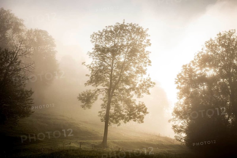 Tree in the morning fog