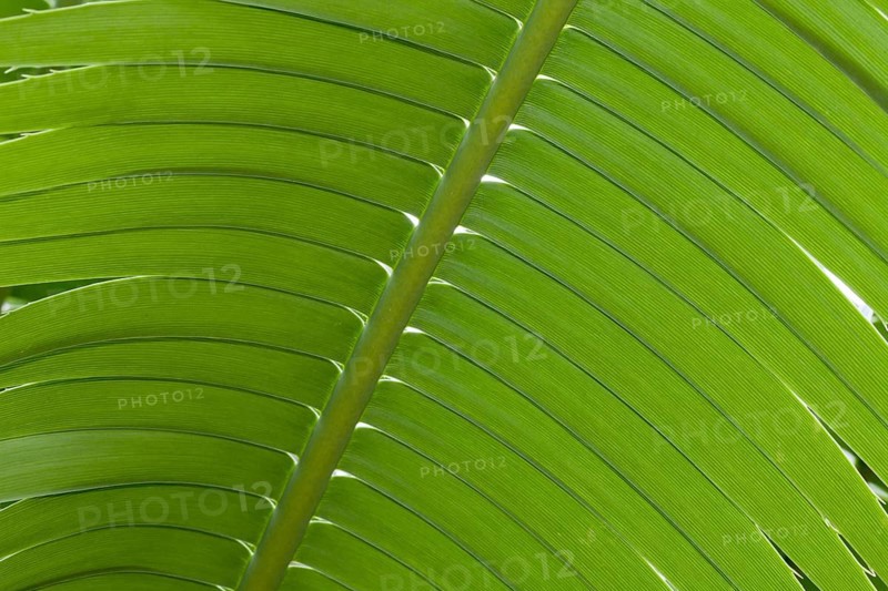 Giant Dioon