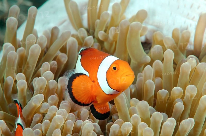 Orange Clownfish (Amphiprion percula)