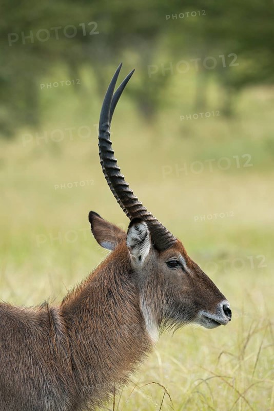 Waterbuck (Kobus ellipsiprymnus)