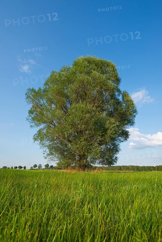 Solitary crack willow (Salix fragilis)