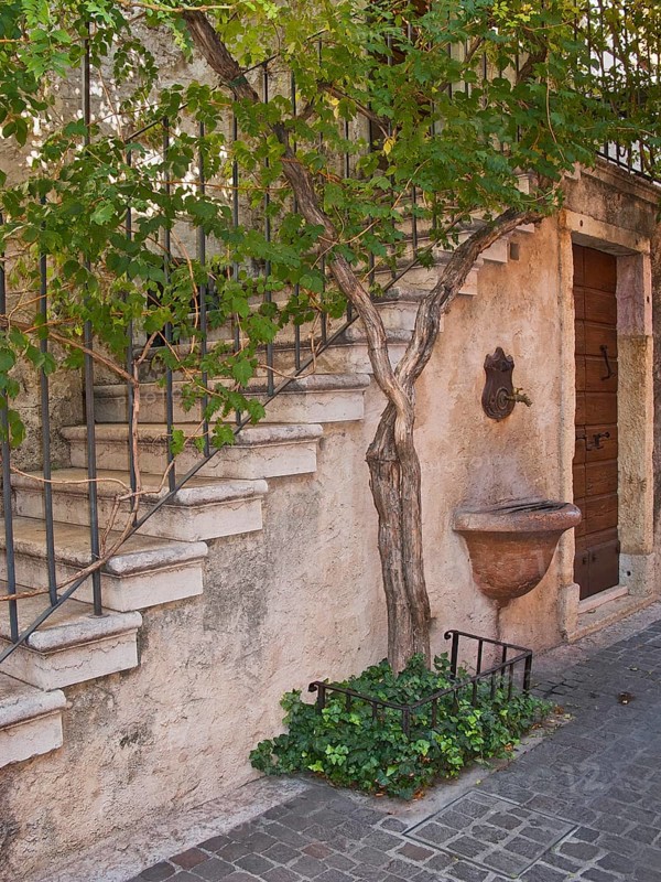 Staircase with a vine