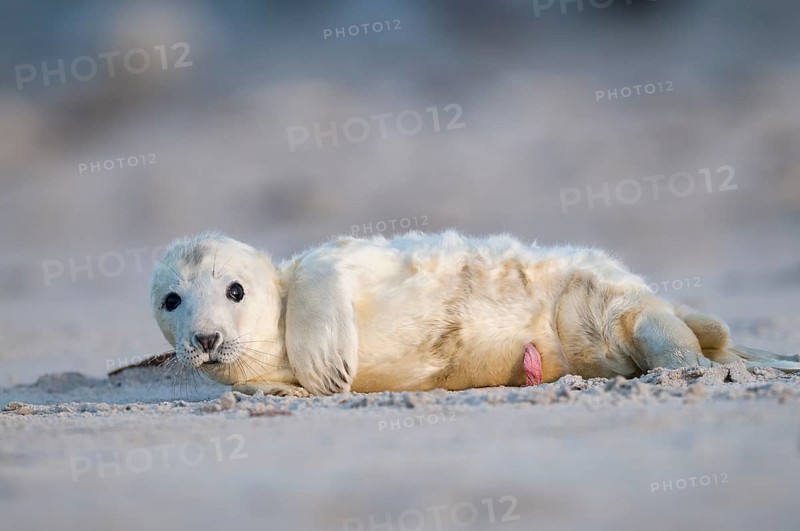 Grey seal (Halichoerus grypus)