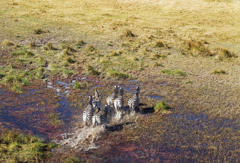 Burchell's Zebras (Equus quagga burchelli)